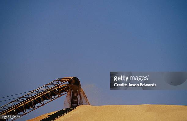 moree, new south wales, australia. a conveyor belt loads wheat grain onto a storage mound in moree. - belt stockfoto's en -beelden