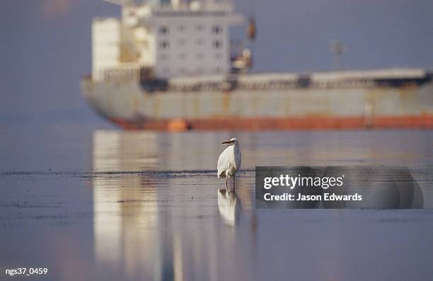 point henry, victoria, australia. a great egret stands in the tidal flats near a tanker ship in victoria. - henry stockfoto's en -beelden