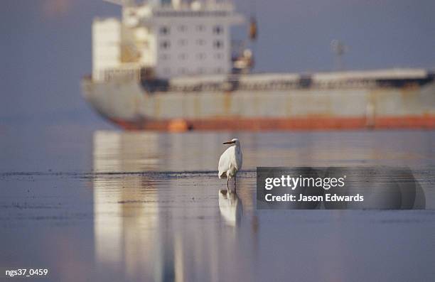 point henry, victoria, australia. a great egret stands in the tidal flats near a tanker ship in victoria. - henry stock pictures, royalty-free photos & images