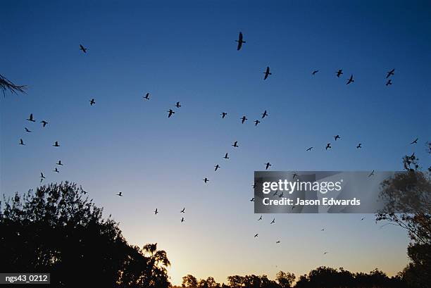 murray lagoon, fitzroy river, rockhampton, queensland, australia. a flock of great black cormorants in flight at sunset. - fitzroy stock-fotos und bilder