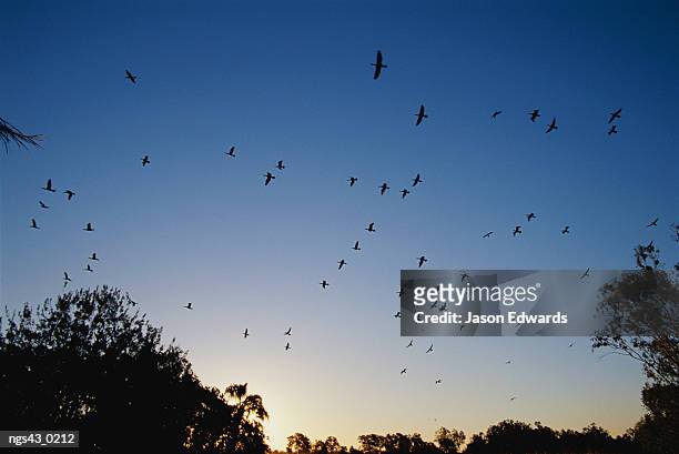 murray lagoon, fitzroy river, rockhampton, queensland, australia. a flock of great black cormorants in flight at sunset. - murray imagens e fotografias de stock