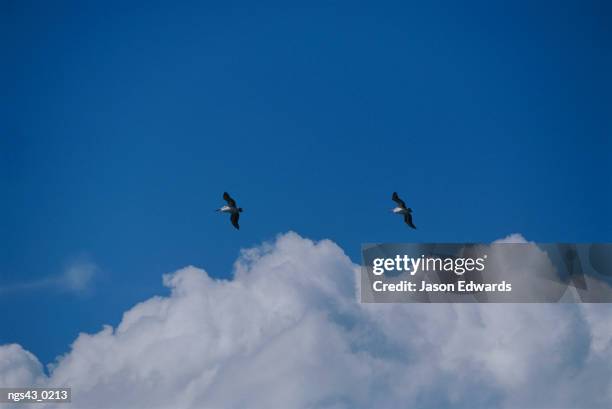 eden, new south wales, australia. a pair of australian pelicans flying in a blue sky. - australian pelican stock pictures, royalty-free photos & images