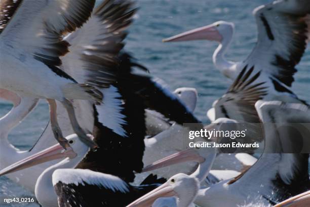 eden, new south wales, australia. a group of australian pelicans in water and taking flight. - australian pelican stock pictures, royalty-free photos & images