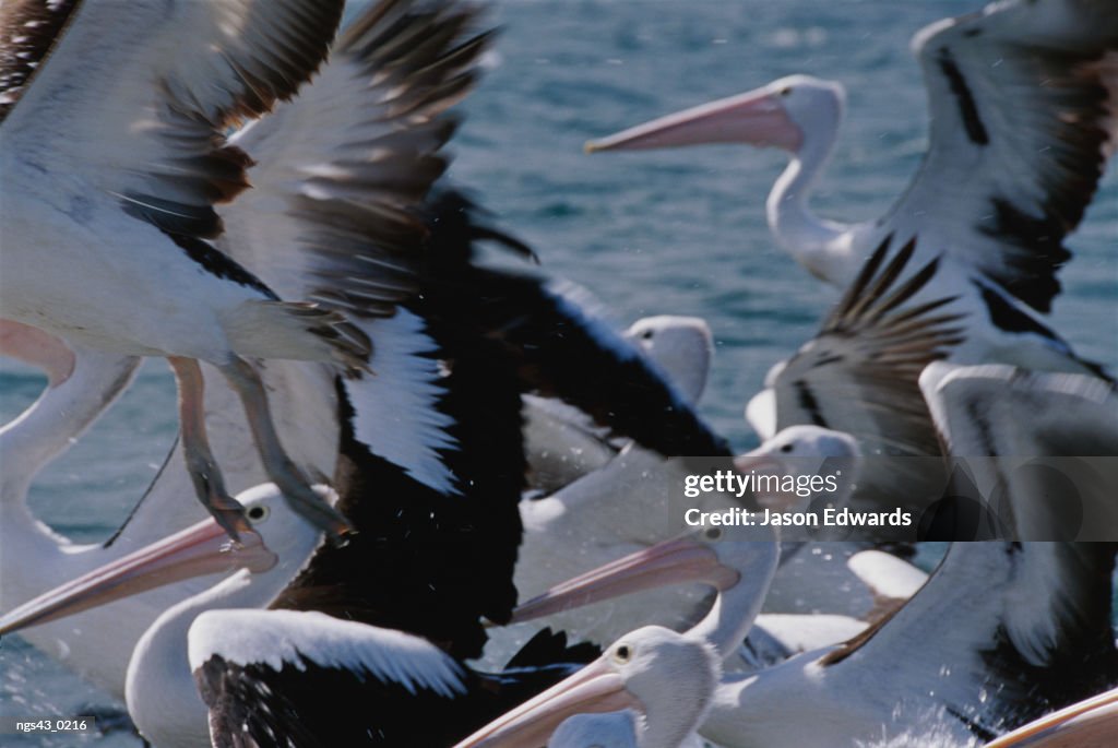 Eden, New South Wales, Australia. A group of Australian pelicans in water and taking flight.