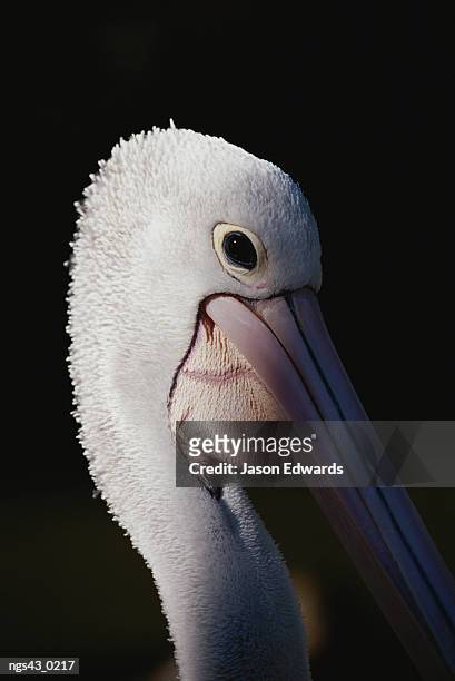 south-central queensland, australia. a close view of the head of an australian pelican. - australian pelican stock pictures, royalty-free photos & images