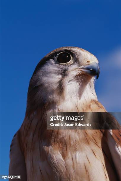 alice springs desert park, northern territory, australia. a close view of the head and shoulders of an australian kestrel. - alice springs desert park - fotografias e filmes do acervo