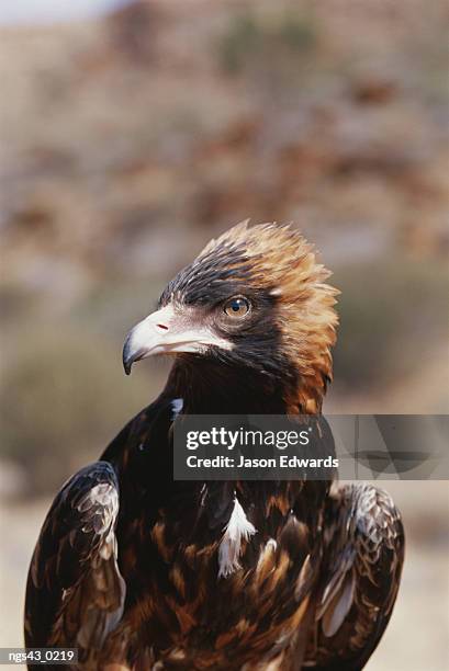 alice springs desert park, northern territory, australia. a portrait of a wedge-tailed eagle. - alice stock-fotos und bilder