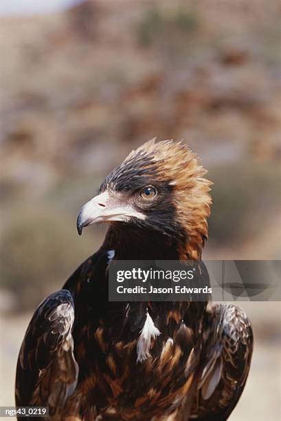 alice springs desert park, northern territory, australia. a portrait of a wedge-tailed eagle. - alice springs desert park - fotografias e filmes do acervo