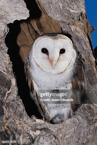 alice springs desert park, northern territory, australia. a barn owl in its roost in a hollow tree. - alice springs desert park - fotografias e filmes do acervo
