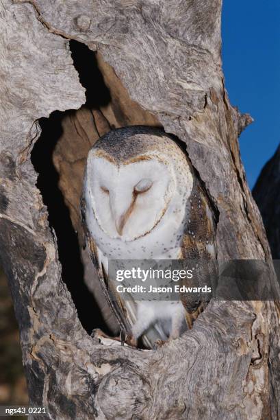 alice springs desert park, northern territory, australia. a barn owl resting in its roost in a hollow tree. - alice springs desert park - fotografias e filmes do acervo