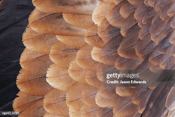 alice springs desert park, northern territory, australia. a close view of the wing feathers of a wedge-tailed eagle. - alici stock-fotos und bilder