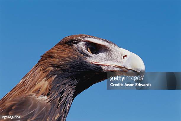 alice springs desert park, northern territory, australia. a portrait of a wedge-tailed eagle. - alice stock-fotos und bilder