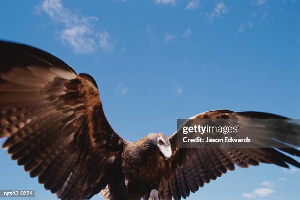 alice springs desert park, northern territory, australia. a wedge-tailed eagle with wings outstretched. - alice springs desert park - fotografias e filmes do acervo