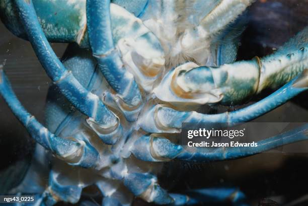 alice springs desert park, northern territory, australia. a close view of the legs and underside of a freshwater crayfish. - alice springs desert park - fotografias e filmes do acervo