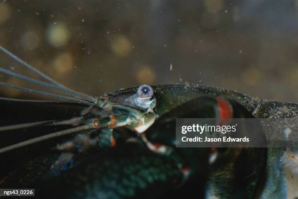 alice springs desert park, northern territory, australia. eye and antennae detail of a freshwater crayfish. - alice springs desert park - fotografias e filmes do acervo