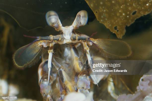merimbula, new south wales, australia. a close view of the eyes and forebody of a mantis shrimp. - squilla empusa stock pictures, royalty-free photos & images