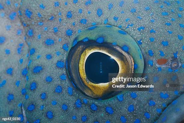 merimbula, new south wales, australia. a close view of the eye and skin of a southern blue devil fish. - elasmobranch stockfoto's en -beelden