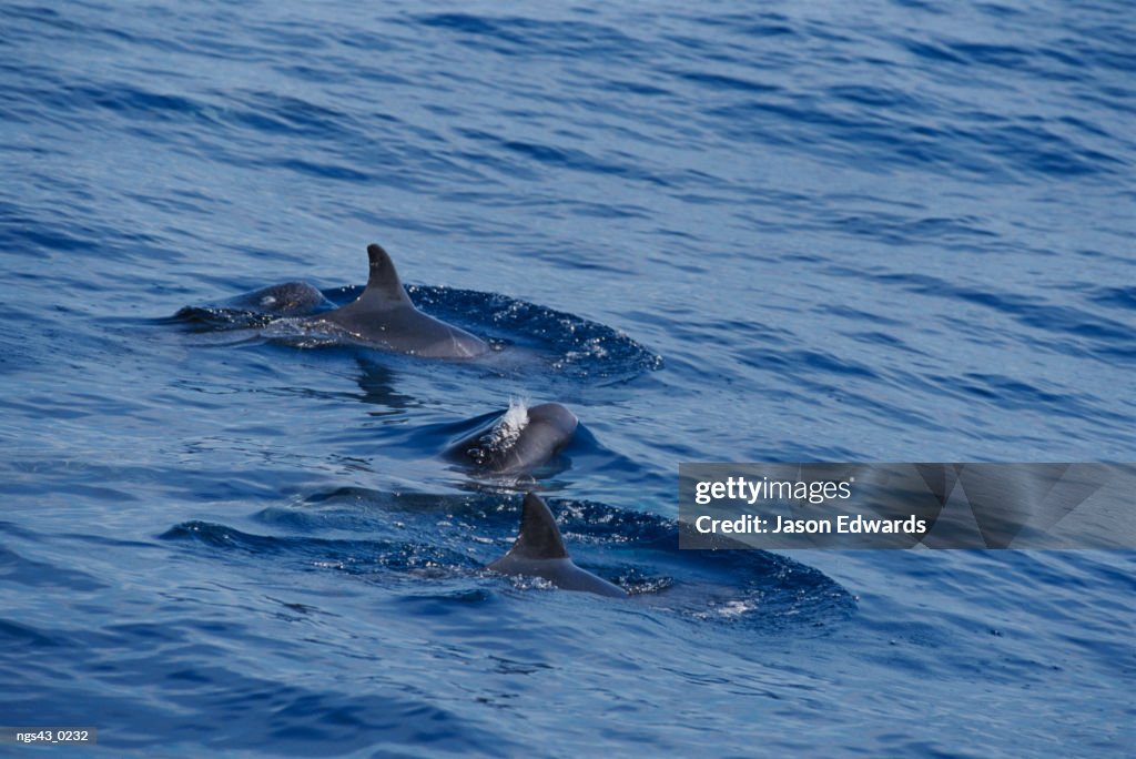 Continental shelf off of Eden, New South Wales, Australia. A pod of pygmy killer whales swimming at the water's surface.