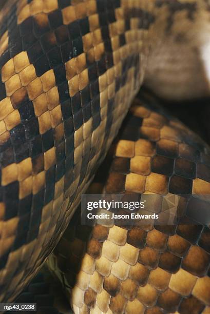 660 Australian Pythons Stock Photos, High-Res Pictures, and Images ...
