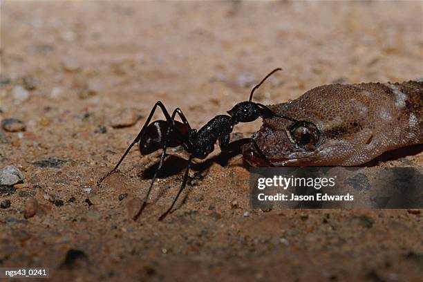 alice springs desert park, northern territory, australia. ant pulling and feeding on a dead gecko. - hautflügler stock-fotos und bilder