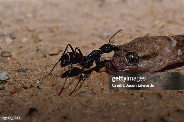 alice springs desert park, northern territory, australia. ant pulling and feeding on a dead gecko. - hymenopteran insect stock pictures, royalty-free photos & images