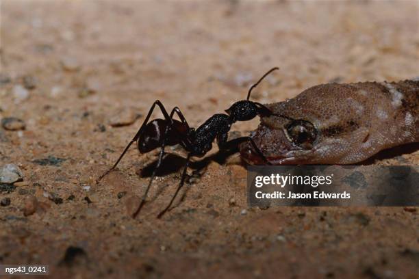 alice springs desert park, northern territory, australia. ant pulling and feeding on a dead gecko. - alice springs desert park - fotografias e filmes do acervo