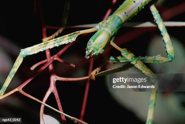 alice springs desert park, northern territory, australia. a close view of a stick insect on a twig. - alice springs desert park - fotografias e filmes do acervo