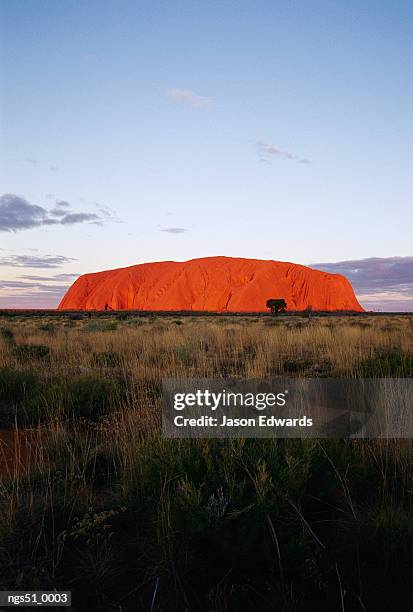 uluru national park, northern territory, australia. a view of ayers rock under a purplish twilight sky. - northern rock stockfoto's en -beelden