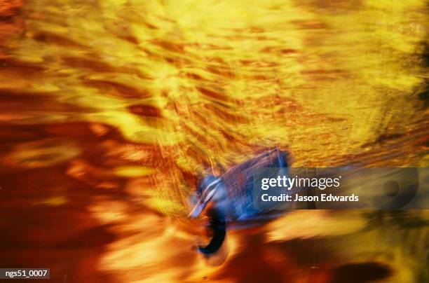 watarrka national park, northern territory, australia. a pacific black duck swimming in golden water at sunset. - pacific war stock-fotos und bilder