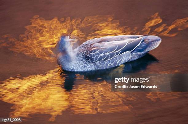 watarrka national park, northern territory, australia. a pacific black duck swimming in golden water at sunset. - pacific war stock-fotos und bilder