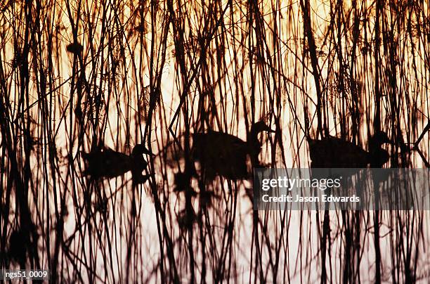 murray lagoon, fitzroy river, queensland, australia. a trio of silhouetted mallards swimming among reeds at sunset. - fitzroy stock-fotos und bilder