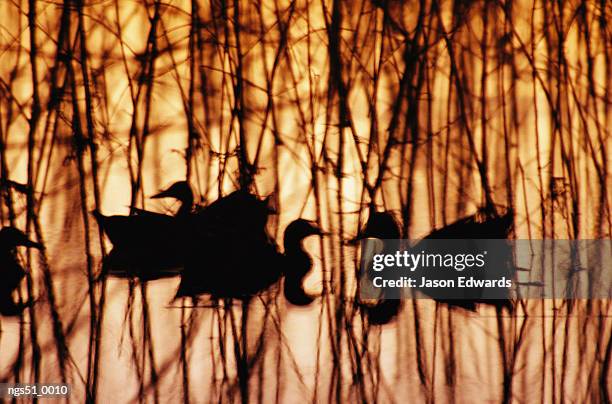 murray lagoon, fitzroy river, queensland, australia. a group of silhouetted mallards swimming among reeds at sunset. - fitzroy stock-fotos und bilder