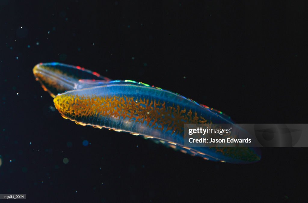 Melbourne Aquarium, Victoria, Australia. A bioluminescent comb jelly.