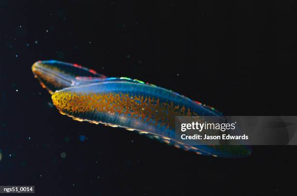 melbourne aquarium, victoria, australia. a bioluminescent comb jelly. - comb jelly stock pictures, royalty-free photos & images