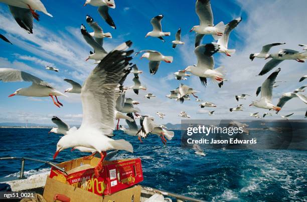 Woollongong New South Wales Australia A Flock Of Silver Gulls Feeding On Fish Scraps On The Back Of A Boat, Foto de stock