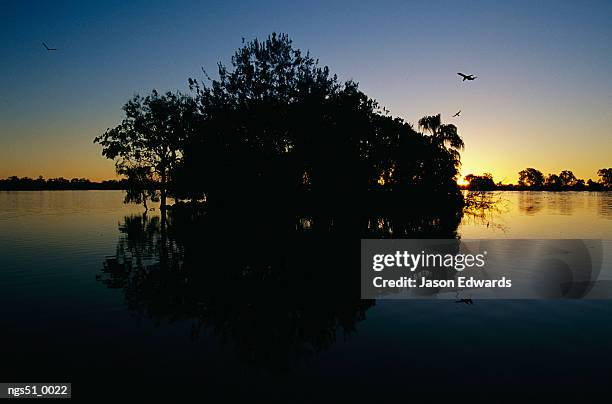 murray lagoon, fitzroy river, queensland, australia. view at sunset of an offshore island in a wetland lagoon. - river island stock pictures, royalty-free photos & images