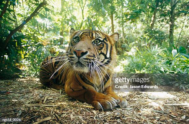 melbourne zoo, victoria, australia. a captive sumatran tiger with a stressed expression on its face. - sumatran tiger stock pictures, royalty-free photos & images