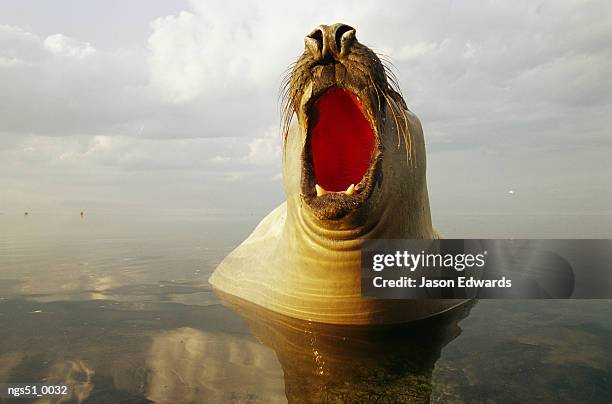 point henry, victoria, australia. a southern elephant seal yawning. - southern elephant seal stock pictures, royalty-free photos & images