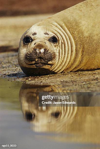 point henry, victoria, australia. a southern elephant seal resting on a beach. - henry stock pictures, royalty-free photos & images