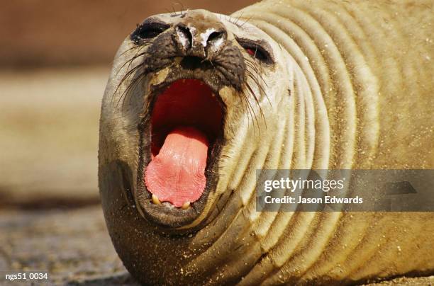 point henry, victoria, australia. a southern elephant seal yawning. - djurtunga bildbanksfoton och bilder