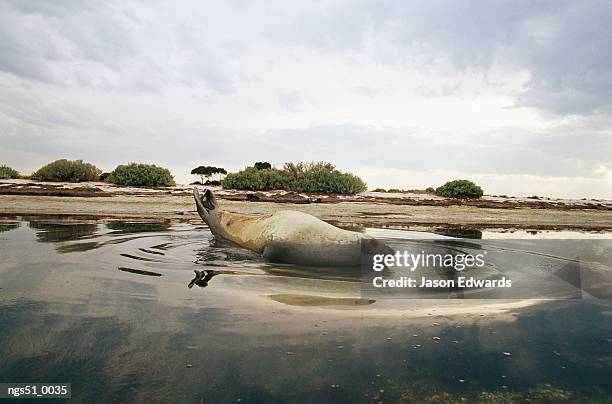 point henry, victoria, australia. a southern elephant seal resting in the shallows near a beach. - henry stockfoto's en -beelden