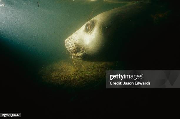 point henry, victoria, australia. head shot of a southern elephant seal underwater. - アザラシ目 ストックフォトと画像