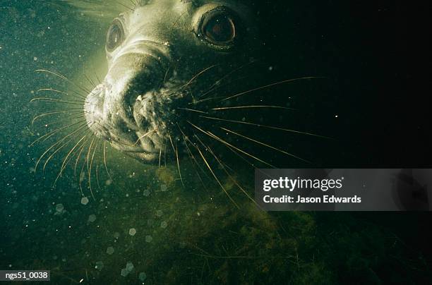 point henry, victoria, australia. head shot of a southern elephant seal underwater. - henry stockfoto's en -beelden