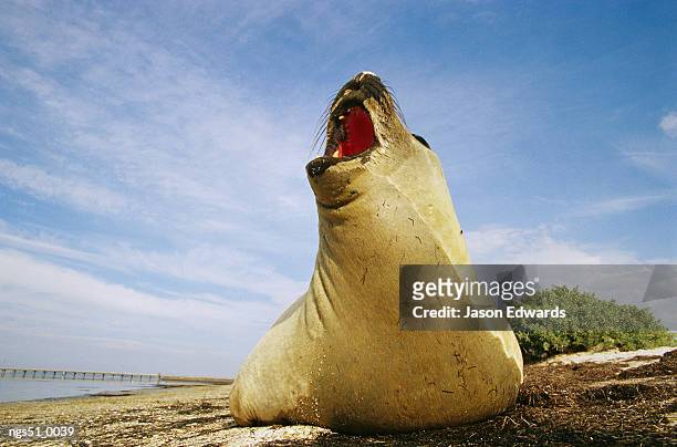 point henry, victoria, australia. a southern elephant seal  barking on a beach. - southern elephant seal stock pictures, royalty-free photos & images