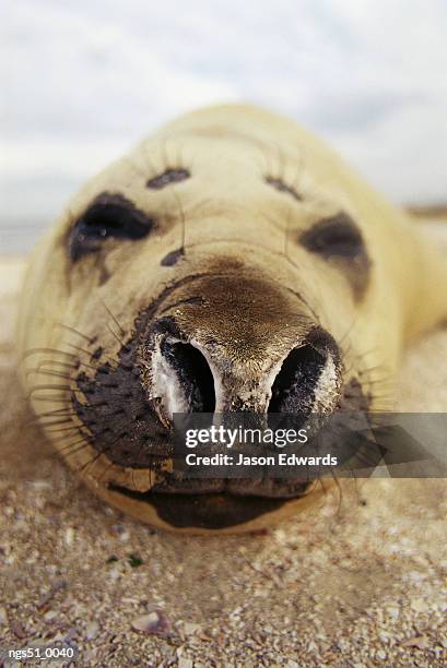 point henry, victoria, australia. a close view of a sleeping southern elephant seal. - henry stock pictures, royalty-free photos & images