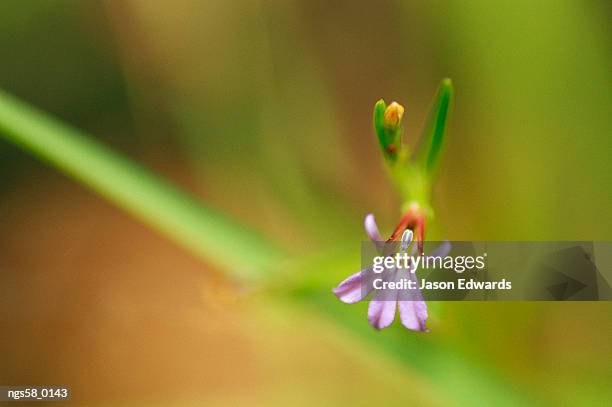 yellingbo nature conservation reserve, victoria, australia. close view of a delicate angled lobelia flower. - lobelia stock pictures, royalty-free photos & images