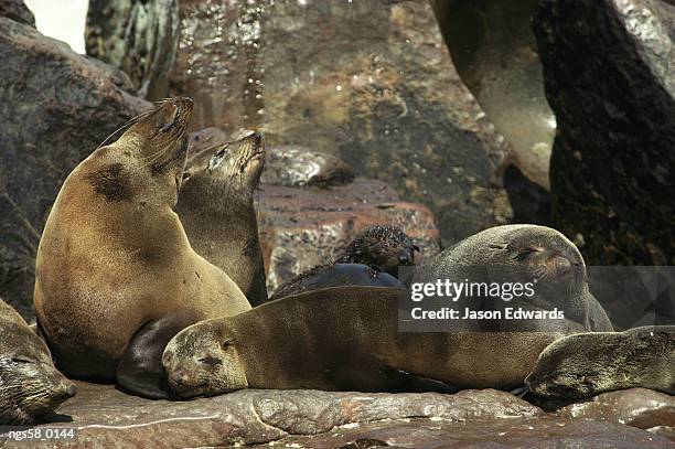 cape cross, namibia. cape fur seals on rocks bask in the sun. - rookery stock pictures, royalty-free photos & images