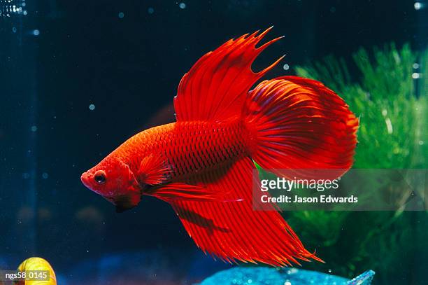 north carlton, victoria, australia. a red siamese fighting fish in an aquarium. - kampffische stock-fotos und bilder