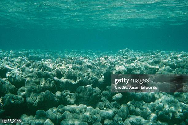 ningaloo reef, coral bay, western australia. a coral reef shelf in ningaloo reef. - coral bay australie occidentale photos et images de collection