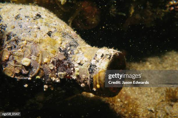 merimbula, new south wales, australia. barnacles and other encrusting organisms on a discarded bottle. - barnacle stock pictures, royalty-free photos & images